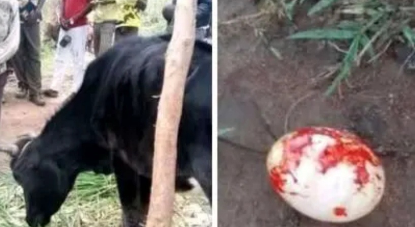Kakamega Cow Gives Birth To An Egg; Owner Blames Area Witches.