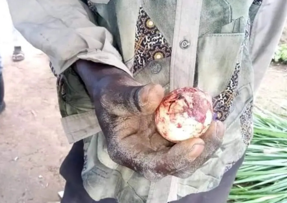 Kakamega Cow Gives Birth To An Egg; Owner Blames Area Witches.