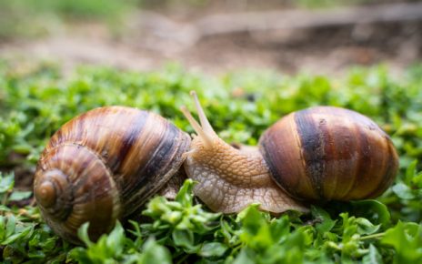 Start SNAIL FARMING.'Ksh1,500 a Kilo'