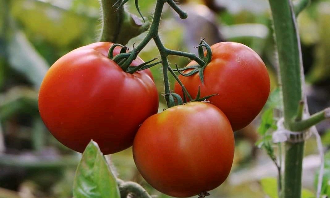How To Farm Tomatoes On Small Scale and Earn Over Ksh 100,000 Per Harvest