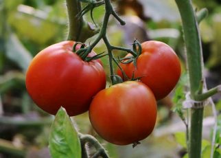 How To Farm Tomatoes On Small Scale and Earn Over Ksh 100,000 Per Harvest