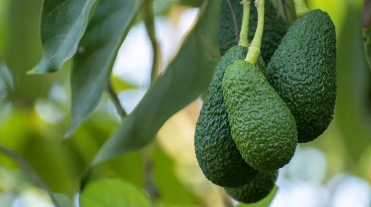 How Hass Avocado Exports can lake you Millions In Kenya