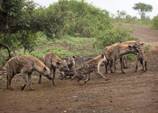 Kigumo Residents Run For Their Lives After A Pack Of Hyenas Attacked Them Again