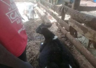 SHAME! Bungoma Man caught in the act with a calf – What is wrong with Luhya men? (PHOTOs)