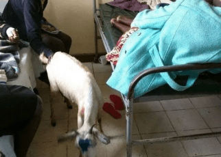Shock! Kitui goats and chickens visit sick owner in hospital (PHOTOs).