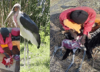 Be aware of the city restaurant's selling 'Ugali Kuku'-you have been eating wild birds PHOTOS