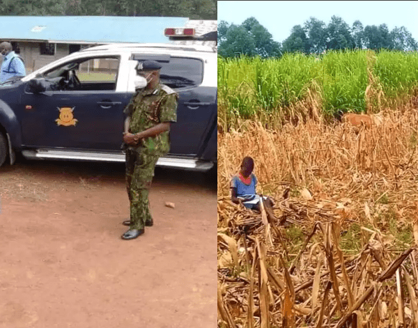 Schoolgirl Captured In Viral Photo Reading While Herding Cows Receives Help