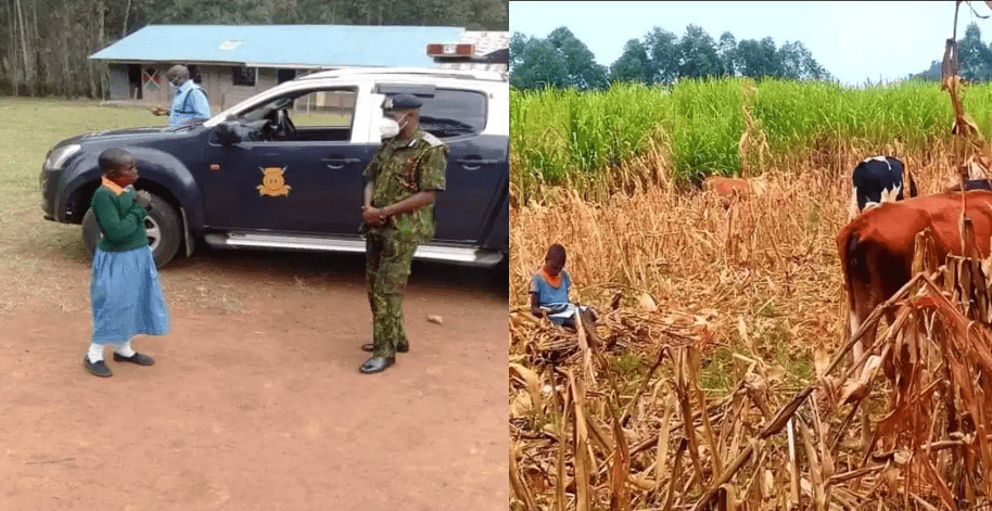 Schoolgirl Captured In Viral Photo Reading While Herding Cows Receives Help