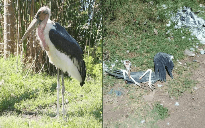 Be aware of the city restaurant's selling 'Ugali Kuku'-you have been eating wild birds PHOTOS
