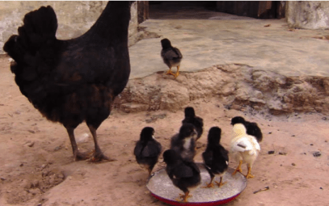 Chicken Attacks And Kills Infant In Kakamega-Chicken Tragedy