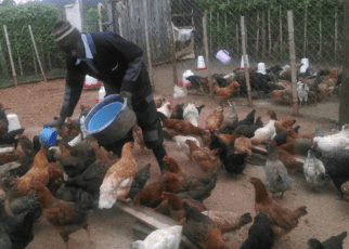 How I make Sh. 48,000 monthly from selling my kienyeji eggs