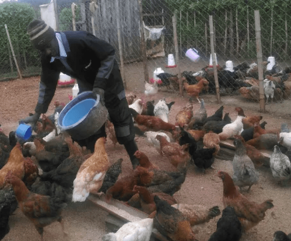 How I make Sh. 48,000 monthly from selling my kienyeji eggs