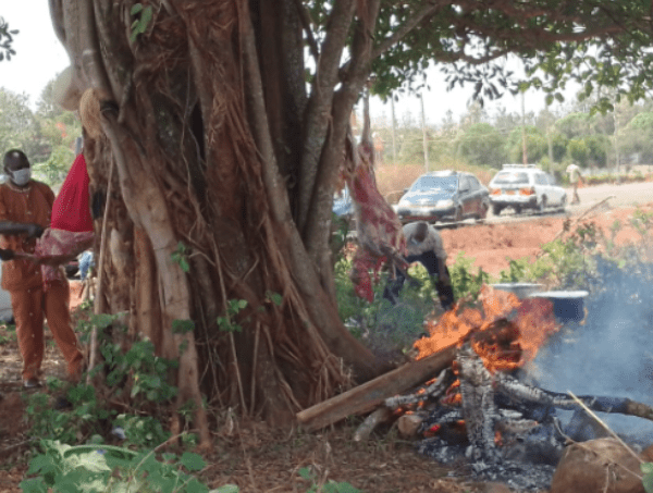 Kikuyu elders offer sacrifice to appease ‘Ngai’ before cutting Mugumo tree-Kirinyaga