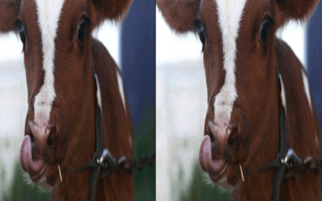 Kericho Man Arrested For RAW Humping A Calf.