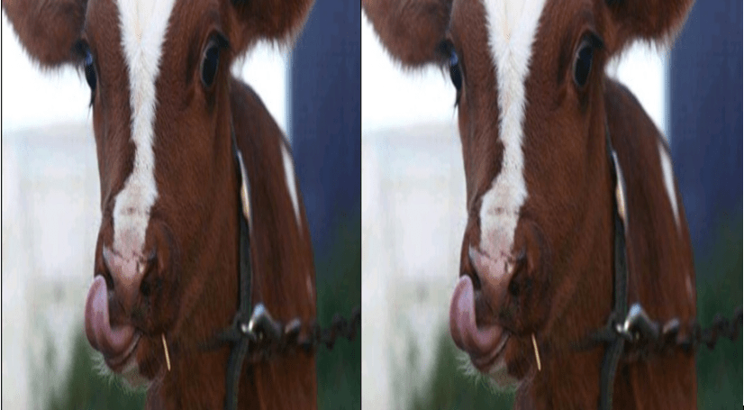 Kericho Man Arrested For RAW Humping A Calf.