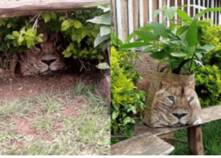 This Shopping Bag Was Minding Its Business, Then Meru Villagers Called KWS Over A ‘Lion’