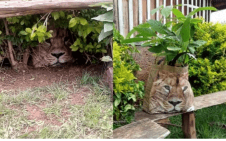 This Shopping Bag Was Minding Its Business, Then Meru Villagers Called KWS Over A ‘Lion’